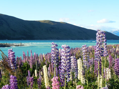 Lupin fields at Lake Tekapo