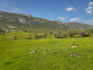 Fototapeta premium A wildflower-dotted meadow scattered with trees and small stones stretches toward a rocky mountain ridge lightly dusted with snow, under a bright spring sky. 📍 Marivan, Kurdistan, Iran 