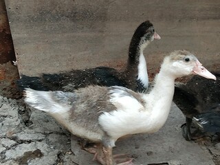 goose on the beach © Ketut