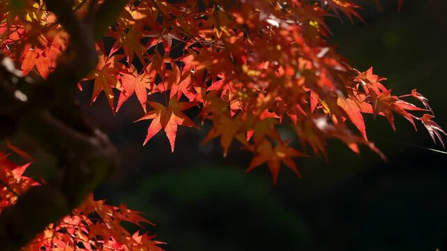 風に揺れる紅葉を撮影した4Kスローモーション動画