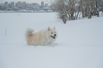 Fototapeta premium A Samoyed dog runs through the snow.