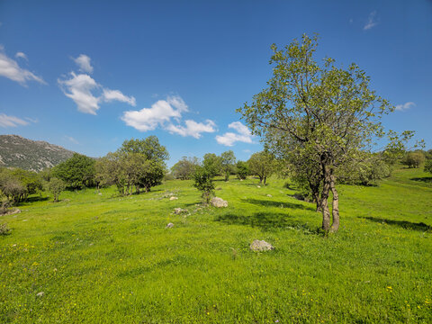 Scattered trees and small boulders dot a vibrant green meadow beneath a bright spring sky brushed with soft clouds.
📍 Marivan, Kurdistan, Iran 