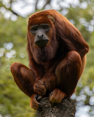 Howler monkey © Camilo Peláez