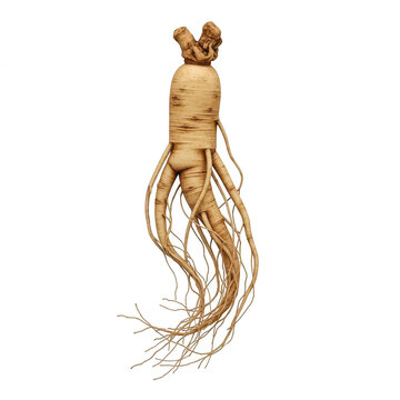 Single raw ginseng root isolated on a white background