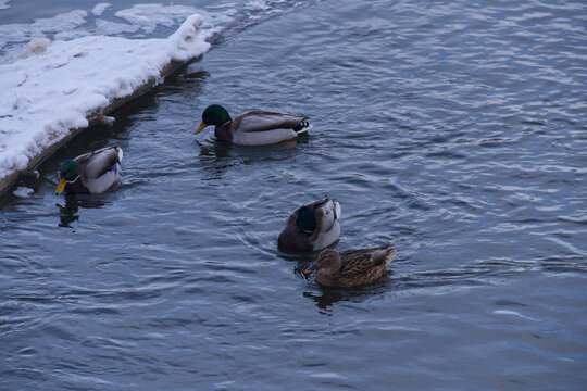 Mallard Ducks in the River