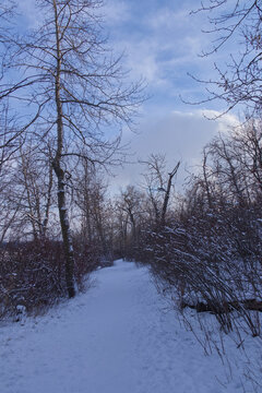 Edmonton River Valley in the Winter