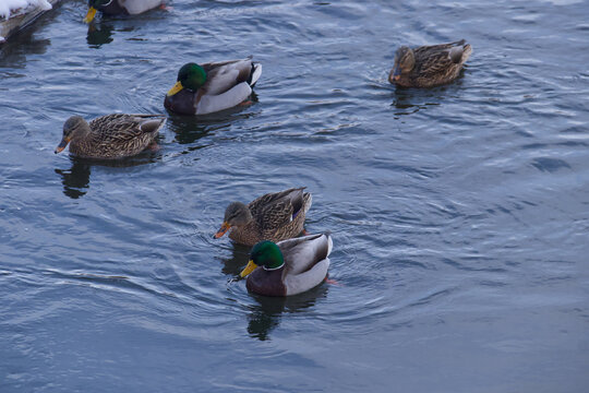 Mallard Ducks in the River