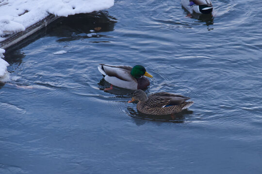 Mallard Ducks in the River