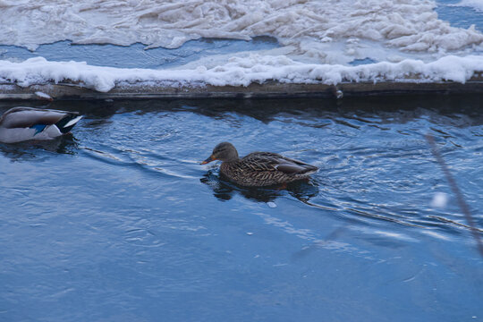 Mallard Duck in the River