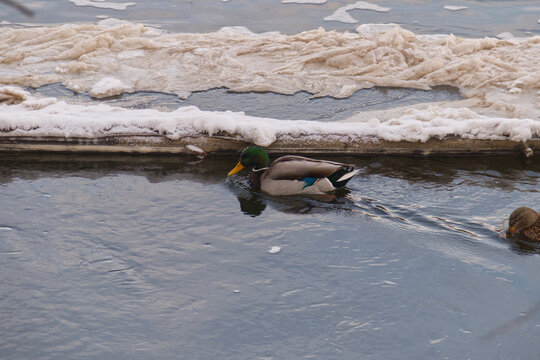 Mallard Duck in the River