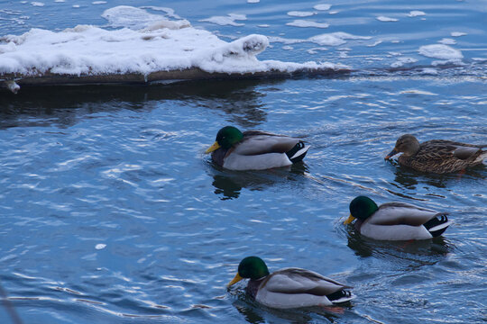 Mallard Ducks in the River