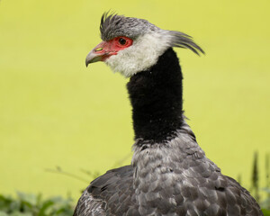 Fototapeta premium Horned Screamer