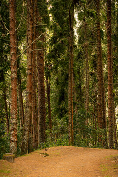 path in the forest