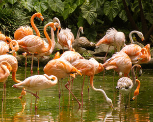 pink flamingos in the water © Camilo Peláez