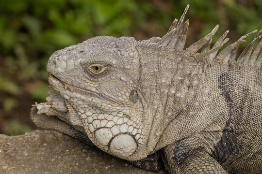 old iguana close up