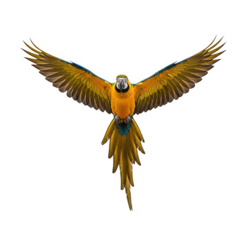 Blue and yellow macaw parrot flying with wings spread isolated on white