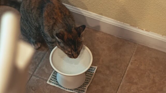 Tortoiseshell cat drinks fresh water from a white ceramic bowl