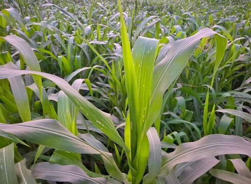 Young green corn stalks growing in a cultivated agricultural field