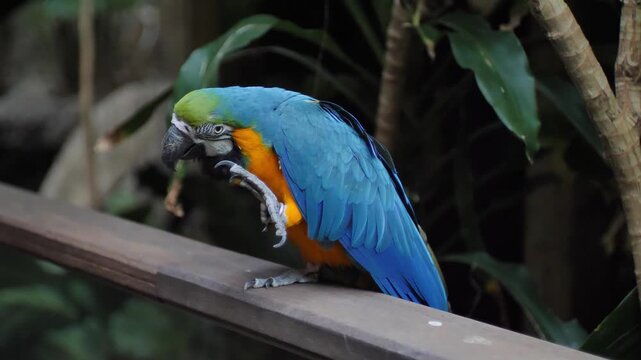 blue and yellow macaw