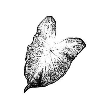 Single large heart shaped leaf illustration in stippled style with botanical illustration stippled monochrome caladium tropical ornamental houseplant decorative greenery stylized isolated