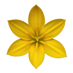 Fototapeta premium Isolated yellow flower blossom, vibrant spring lily petal head on white background