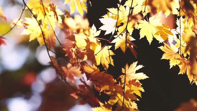 The beauty of falling maple leaves in autumn, bathed in sunlight. Leaves in shades of yellow and golden-yellow glow softly in the natural light, creating a warm, serene, and aesthetic atmosphere.