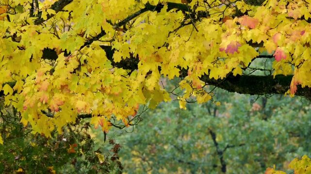 The background features blurred green trees (bokeh), creating a beautiful natural color contrast and a warm, autumnal atmosphere.
