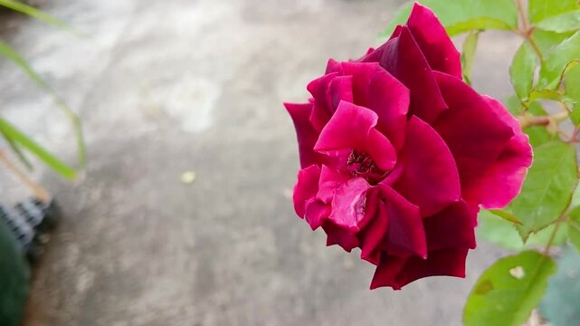 Beautiful Red Rose Flower Blooming on a Rose Plant in the Garden