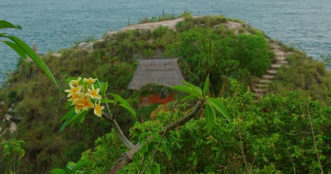 Plumeria flowers with blurred background of coastal stairs and beach cabin in Nusa Penida Indonesia