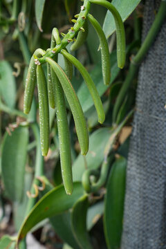 Vanilla plant green pods on plantation,Indicates that the vanilla pod has reached maturity and is in the optimal state for harvesting. 