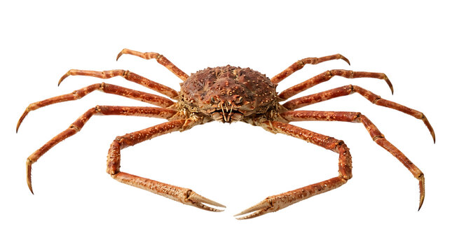 Brown crab isolated on Transparent background