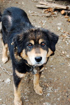 A black and brown dog standing on a rough ground