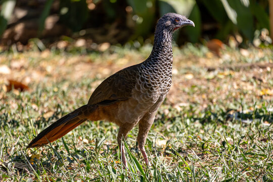 Colombian Chachalaca Standing on Grass