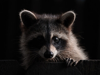 A raccoon quietly peeking out of the darkness, caught in a brief moment of soft natural light. © Dmytro