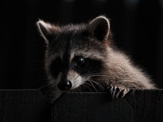 A raccoon quietly peeking out of the darkness, caught in a brief moment of soft natural light. © Dmytro