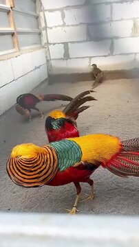 Golden Pheasant Walking in an Enclosure