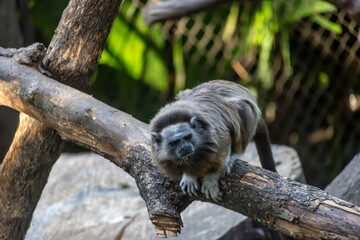 White-Footed Tamarin Perched on a Branch © Robert Arango L