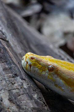 Albino Burmese Python Close-Up
