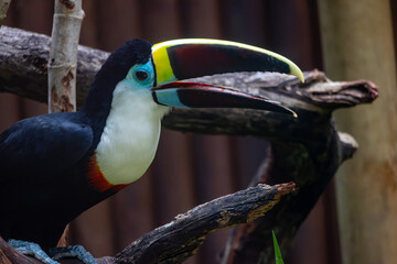 Keel-Billed Toucan Perched on a Branch © Robert Arango L