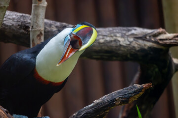 Keel-Billed Toucan with Open Bill © Robert Arango L