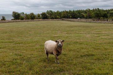 Fototapeta premium Sheep Standing in Coastal Pasture Under Dramatic Cloudy Sky