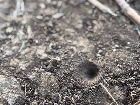 Close up macro photography of an antlion pit trap in dry loose soil ground. Natural background template for insect biology study, soil surface texture, and wildlife nature concept.