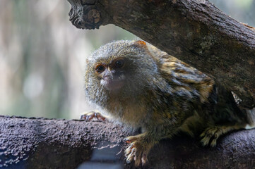 Pygmy Marmoset Perched on a Branch © Robert Arango L