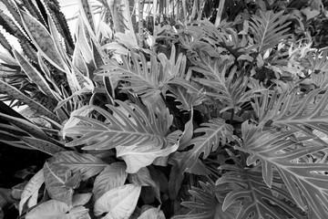 Monochrome tropical foliage with deeply divided philodendron leaves © Bambi and Sunny