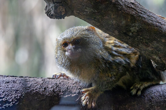 Pygmy Marmoset Perched on a Branch