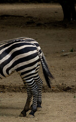 Zebra Walking Away Rear View © Robert Arango L