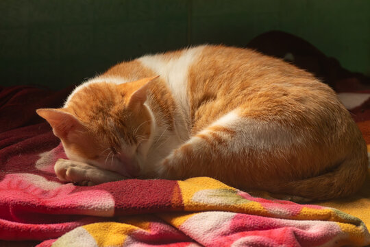 Cute orange and white tabby cat curled up sleeping peacefully on a colorful fleece blanket in warm sunlight