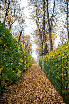 Narrow pedestrian path runs between trimmed green hedges and metal fence in Summer Garden, Saint Petersburg. Thick layer of fallen yellow leaves covers walkway beneath old tall trees in late autumn.
