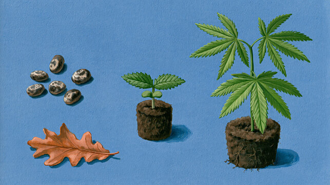 Cannabis Seeds and Young Plants in Soil Plugs with an Autumn Leaf