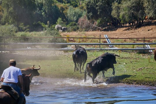 Spanish fighting bulls crossing shallow water in rural pasture